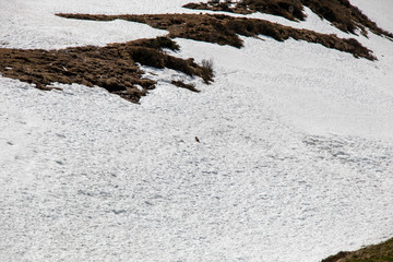 View of a runaway Marmot in a snow landscape in the swiss alps
