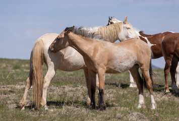 Fototapeta premium Beautiful Wild Horses in the Utah Desert in Spring