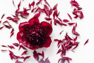 red peony on a white background