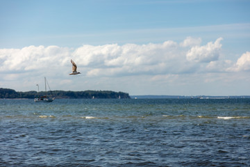 a seagull flies near the beach over the sea