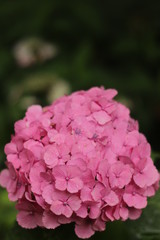 梅雨に咲く紫陽花