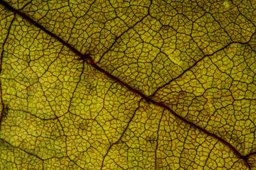 Macro shot a dry leaf texture