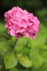 梅雨に咲く紫陽花