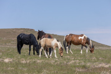 Obraz na płótnie Canvas Beautiful Wild Horses in the Utah Desert in Spring