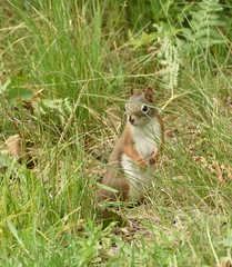 Squirrel hiding in grass