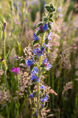Obraz premium Viper's Bugloss (Echium vulgare) culinary herb plant in a flower meadow.