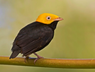 Male Golden-headed Manakin, Ceratopipra erythrocephala