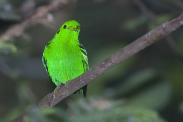 Fototapeta premium Green Broadbill, Calyptomena viridis, perched