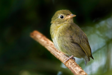 Female Golden-headed Manakin, Ceratopipra erythrocephala