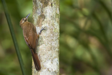 Plain-brown Woodcreeper, Dendrocincla fuliginosa, on tree