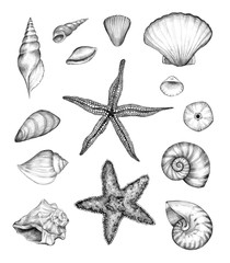 Sea pencil sketch collection. Graphic drawings of starfish, shells, mollusks and mussel isolated on a white background. Vintage style. Original pencil hand drawn illustration. Marine design.