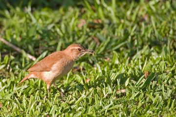 Rufous Hornero, Furnarius rufus, on ground