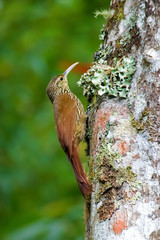 Spot-crowned Woodcreeper, Lepidocolaptes affinis, on tree