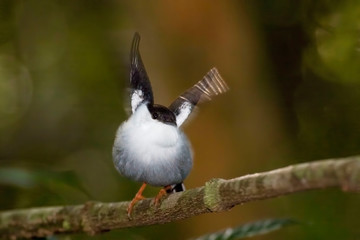 White-bearded Manakin, Manacus manacus, wingsnap display