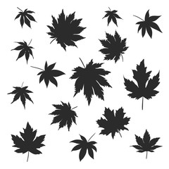 Silhouettes of maple leaves changing color from spring, summer and into fall. vector illustrator.