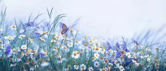  Mooie wilde bloemen kamille, paarse wilde erwten, vlinder in ochtendnevel in natuur close-up macro. Liggend grootformaat, kopieerruimte, koele blauwe tinten. Verrukkelijk pastoraal luchtig artistiek beeld. © Laura Pashkevich