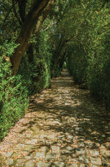 Garden and pathway with trees making a tunnel