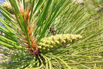 Pine cone on branch Kiefern, Green background.