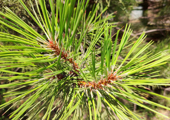 Pine cone on branch Kiefern, Green background.