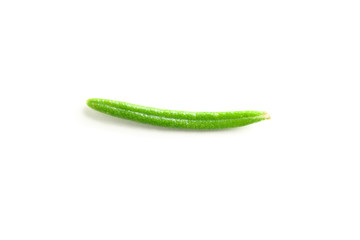 Fresh green rosemary isolated on white background