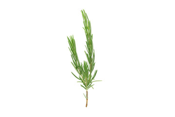 Fresh green rosemary isolated on white background