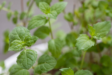 Mint plant grown in a pot