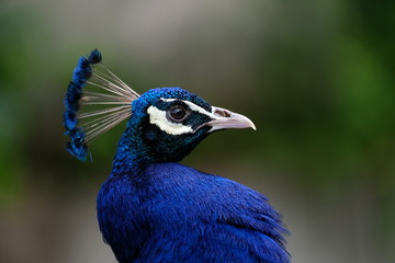 Blauer Pfau