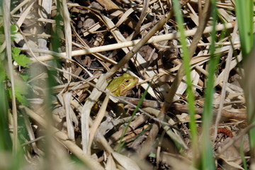 Frog is hidding