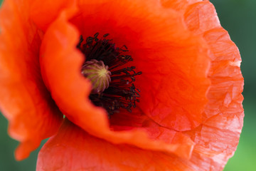 Close up of a giant red  velvet poppy flower. Selective focus.