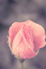 Vintage Flower rose with drops of water, close up detail