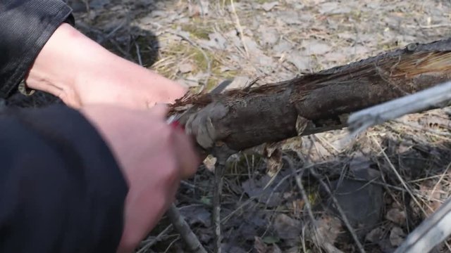 Man sawing a branch with a folding knife in the spring outdoors. Survival in the forest, sawing dry branches for firewood with a small folding knife for a fire
