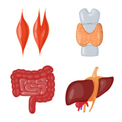 Vector design of anatomy and organ symbol. Set of anatomy and medical stock vector illustration.