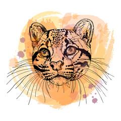 Hand drawn sketch style portrait of clouded leopard isolated on white background. Vector illustration.
