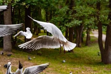 Funny seagulls in summer