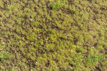 Surface with yellow dandelions and young grass grows through the ground