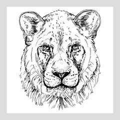 Hand drawn sketch style portrait of lioness isolated on white background. Vector illustration.