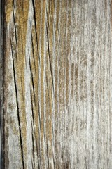 texture of wood