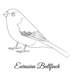 Obraz premium Eurasian bullfinch cartoon bird coloring