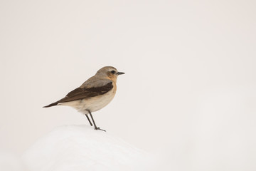 Stunning bird photo. Northern wheatear / Oenanthe oenanthe