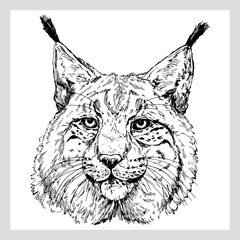 Hand drawn sketch style portrait of lynx isolated on white background. Vector illustration.