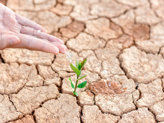 Hand nurturing and watering young baby plants growing in germination sequence on fertile soil