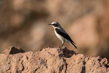 Stunning bird photo. Northern wheatear / Oenanthe oenanthe