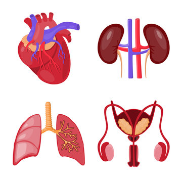 Isolated object of anatomy and organ icon. Collection of anatomy and medical vector icon for stock.