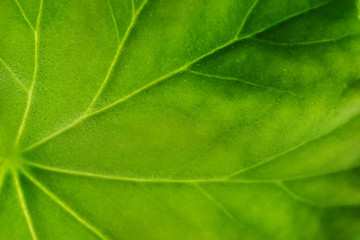 Big green leaf of a plant close up. Streaks, arteries and the structure of the plant to the light