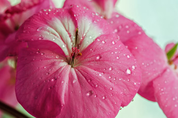 Pink geranium flower with drops of dew or water on the petals. Close-up of indoor plants on a light background