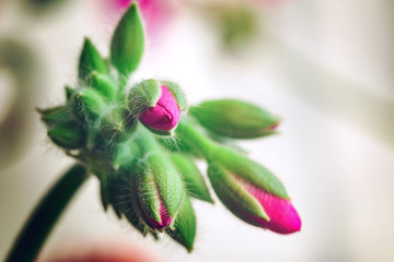 Stem with blooming buds of pink geranium. Delicate flower closeup. The beginning of the life of indoor plants