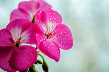 Pink geranium flower with drops of dew or water on the petals. Close-up of indoor plants on a light background
