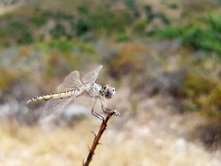 Libellula