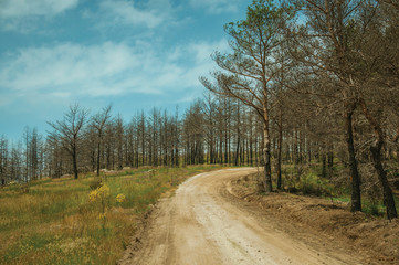Fototapeta na wymiar Dirt road passing through a burnt forest