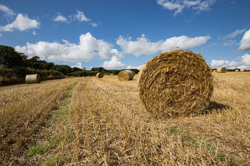 Harvest time in Cornwall large straw bales in field